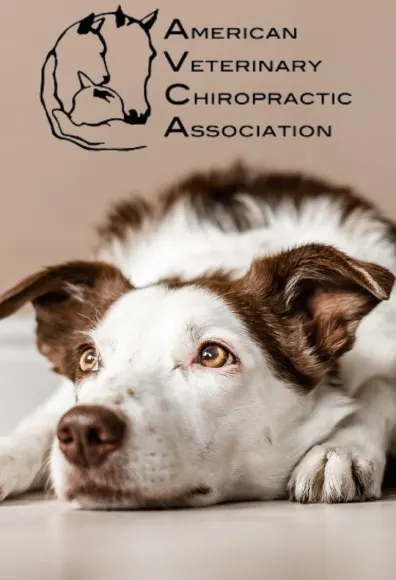 dog with ACVA logo